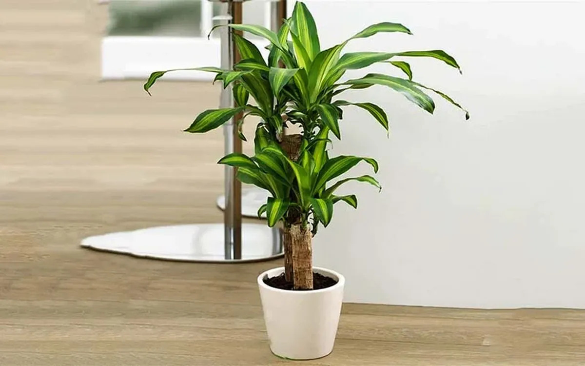 Top 10+ quà tặng sếp nam về hưu tinh tế & ý nghĩa tri ân sâu sắc 25 quà tặng sếp nam về hưu phong thủy